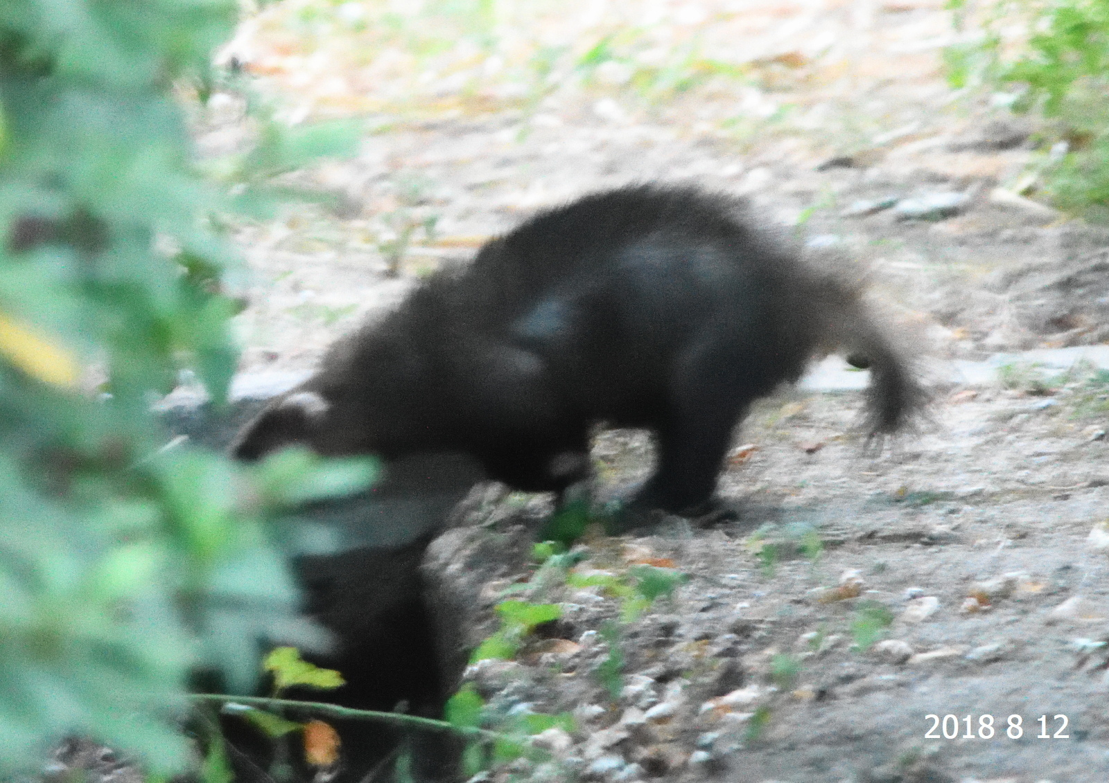 薄闇の中に現れたアナグマの子 上安写真館