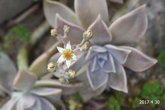 白い花を咲かせる多肉植物 上安写真館