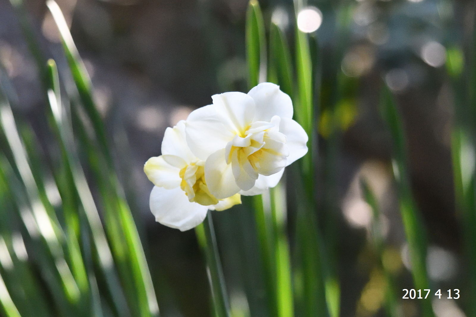 八重咲き水仙の種類か 上安写真館